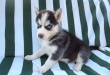 Siberian Husky Puppies For Adoption