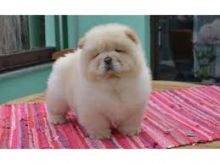 Well trained chow chow puppies for adoption