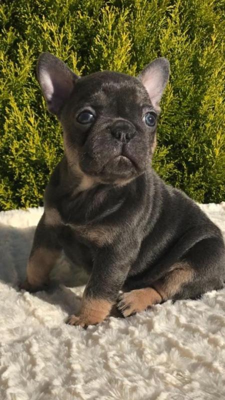Magnificent CKC French Bulldog Puppies Available For Sale/Adoption Image eClassifieds4u