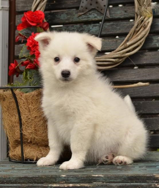 American Eskimo Puppies For Adoption Image eClassifieds4u