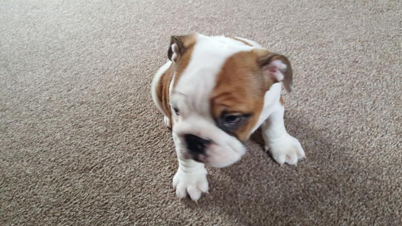 CKC English bulldog Ready !!!!(902)-909-0241 Image eClassifieds4u