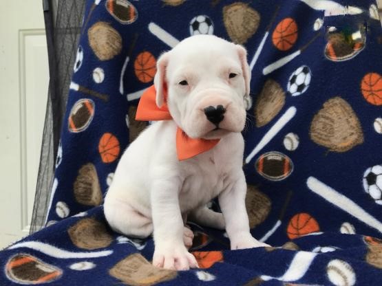 Dogo Argentino Puppies For Adoption Image eClassifieds4u