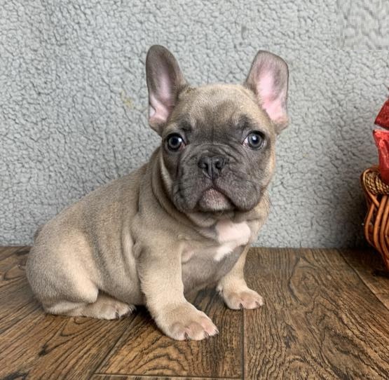 French Bulldog Puppies For Adoption Image eClassifieds4u