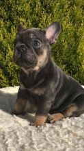 Available Purebred CKC French Bulldog Puppies For Sale 902-909-0241 Image eClassifieds4u 2