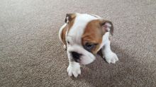 CKC English bulldog Ready !!!!(902)-909-0241 Image eClassifieds4U
