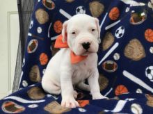 Dogo Argentino Puppies For Adoption Image eClassifieds4U