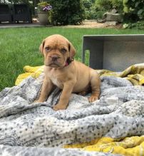 Dogue de bordeaux Puppies For Adoption Image eClassifieds4U