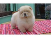 Well trained chow chow puppies for adoption Image eClassifieds4U