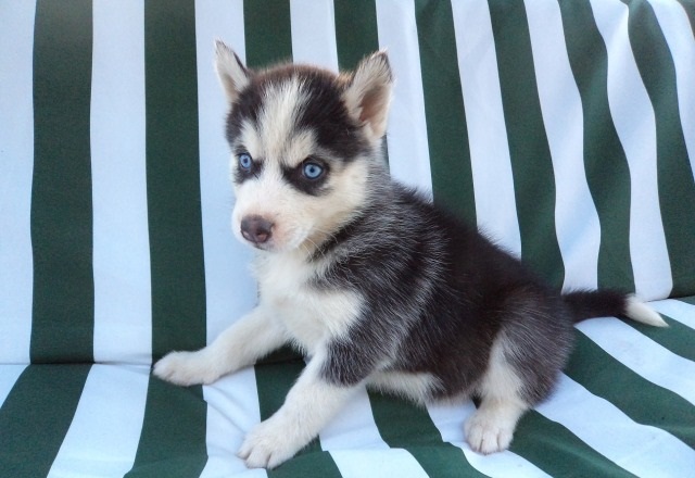 Siberian Husky Puppies For Adoption Image eClassifieds4u