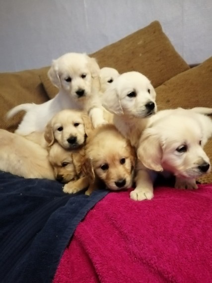 Stunning Light Cream Golden Retriever Puppies (902)-909-0241 Image eClassifieds4u