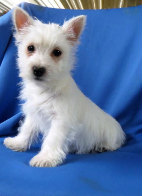 Westie Puppies For Adoption Image eClassifieds4u