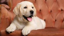 Cute Labrador retriever puppies