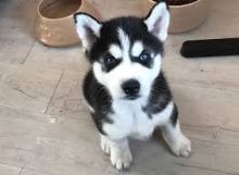 Siberian Husky Puppies Kc Registered Text at : (319) 214-5856