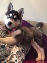 Stunning Siberian Husky Puppies Text at : (319) 214-5856