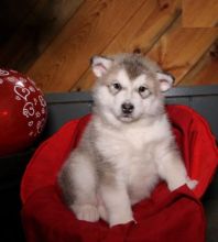 Alaskan Malamute Puppies