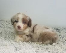 Australian Shepherd Puppies