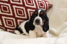 Basset Hound Puppies