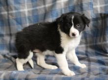 Border Collie Puppies