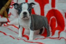 Boston Terrier Puppies