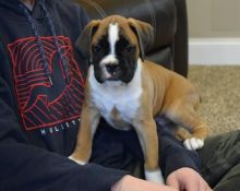 Boxer Puppies