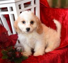 Cavachon Puppies