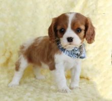 Cavalier King Charles Spaniel Puppies