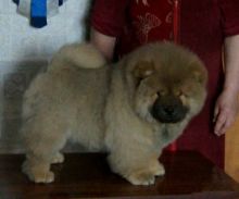 Chow Chow Puppies