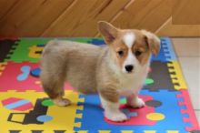 Corgi Puppies