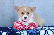 Corgi Puppies