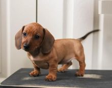 Dachshund Puppies