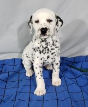 Dalmatian Puppies