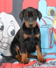 Doberman Pinscher Puppies