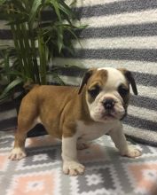 English Bulldog Puppies