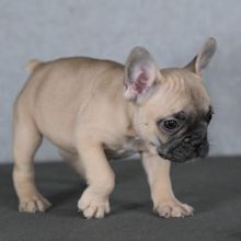 French Bulldog Puppies