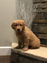 Golden Retriever Puppies