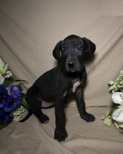 Great Dane Puppies