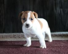 Jack Russell Terrier Puppies