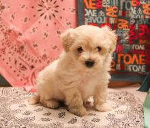 Maltipoo Puppies