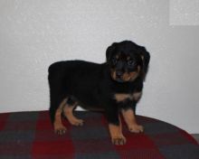 Rottweiler Puppies