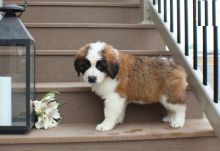 Saint Bernard Puppies