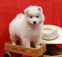 Samoyed Puppies