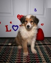 Sheltie Puppies