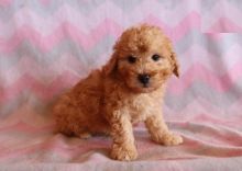 Toy Poodle Puppies