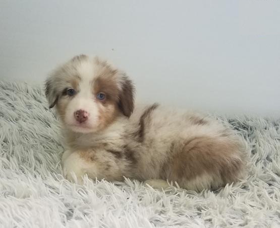 Australian Shepherd Puppies Image eClassifieds4u