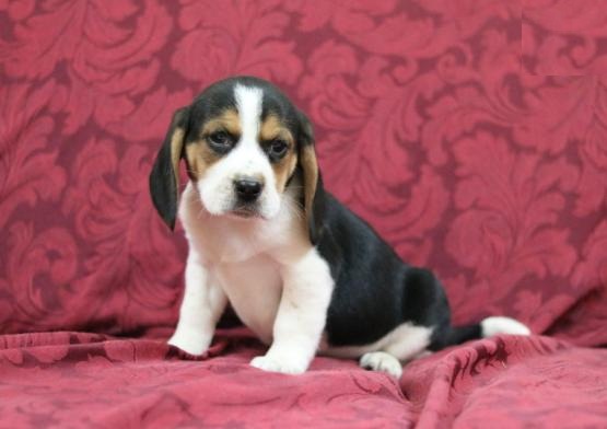 Beagle Puppies Image eClassifieds4u