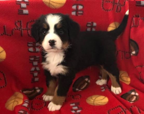 Bernese Mountain Puppies Image eClassifieds4u
