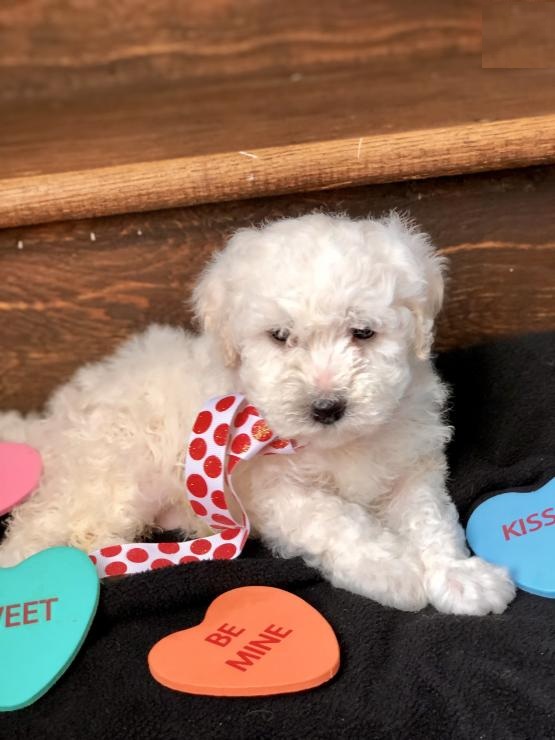 Bichon Frise Puppies Image eClassifieds4u