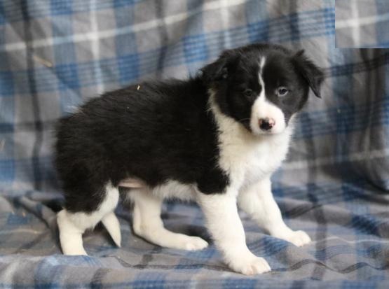 Border Collie Puppies Image eClassifieds4u