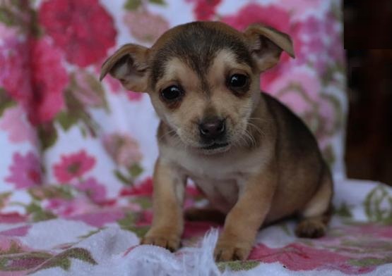 Chihuahua Puppies Image eClassifieds4u