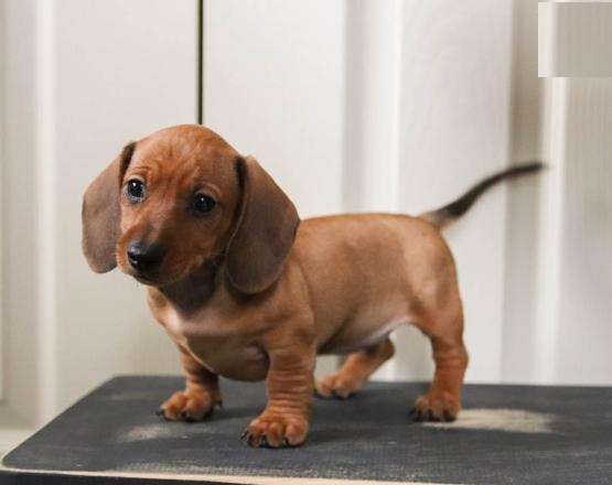 Dachshund Puppies Image eClassifieds4u